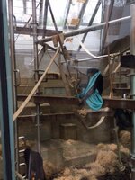 25/04 : Un adorable bonobo qui est drapé dans sa toge bleue !